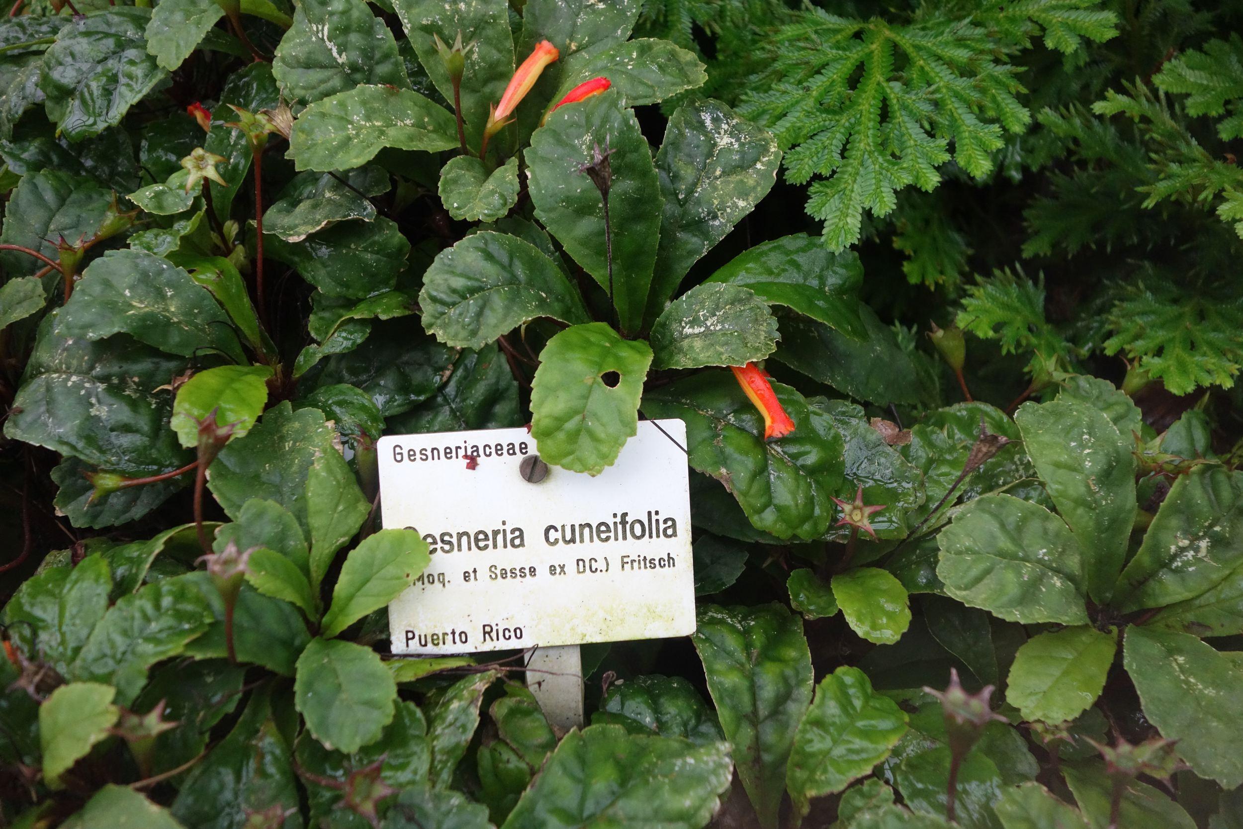 gesneria-cuneifolia.jpg