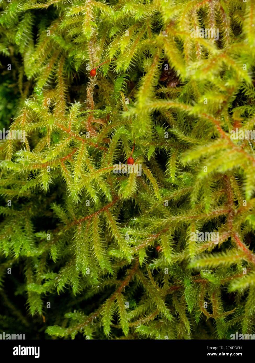 glittering-wood-moss-hylocomium-splendens-with-spores-uk-2C4DDFN.jpg