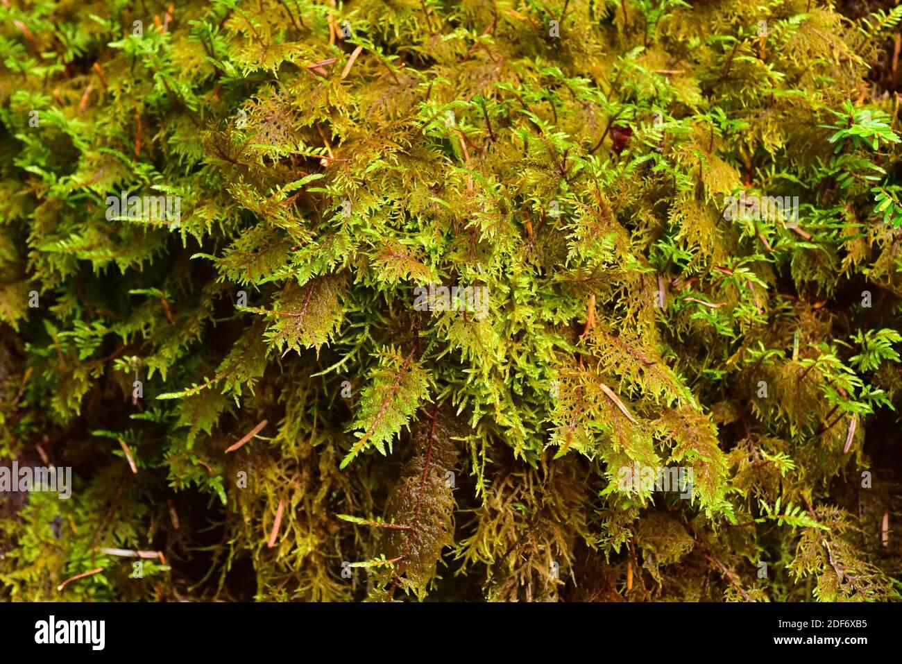 glittering-wood-moss-or-mountain-fern-moss-hylocomium-splendens-is-a-moss-native-to-boreal-forests-this-photo-was-taken-in-valle-de-aran-lleida-2DF6XB5.jpg