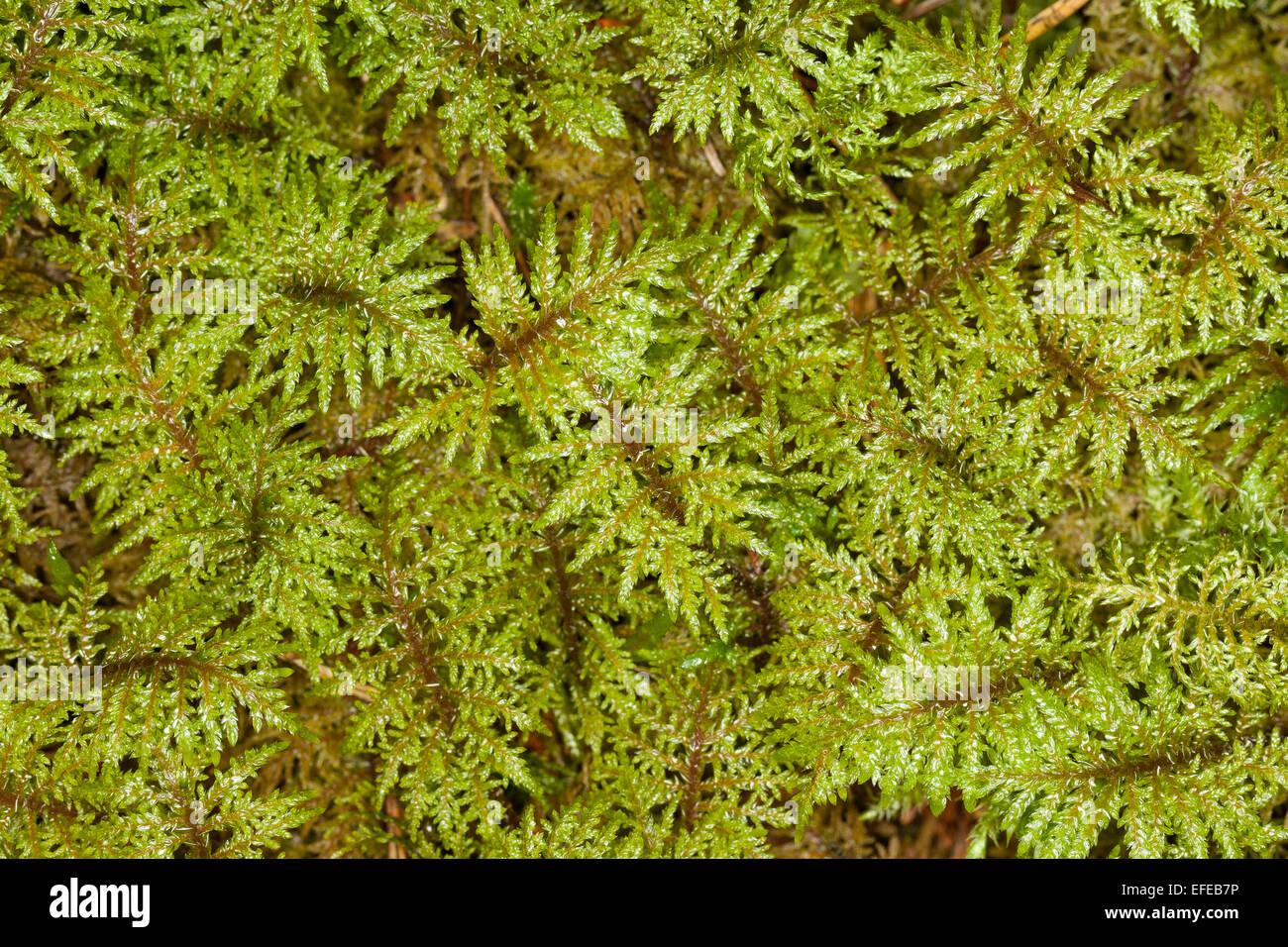 glittering-wood-moss-stair-step-moss-fern-moss-feather-moss-etagenmoos-EFEB7P.jpg