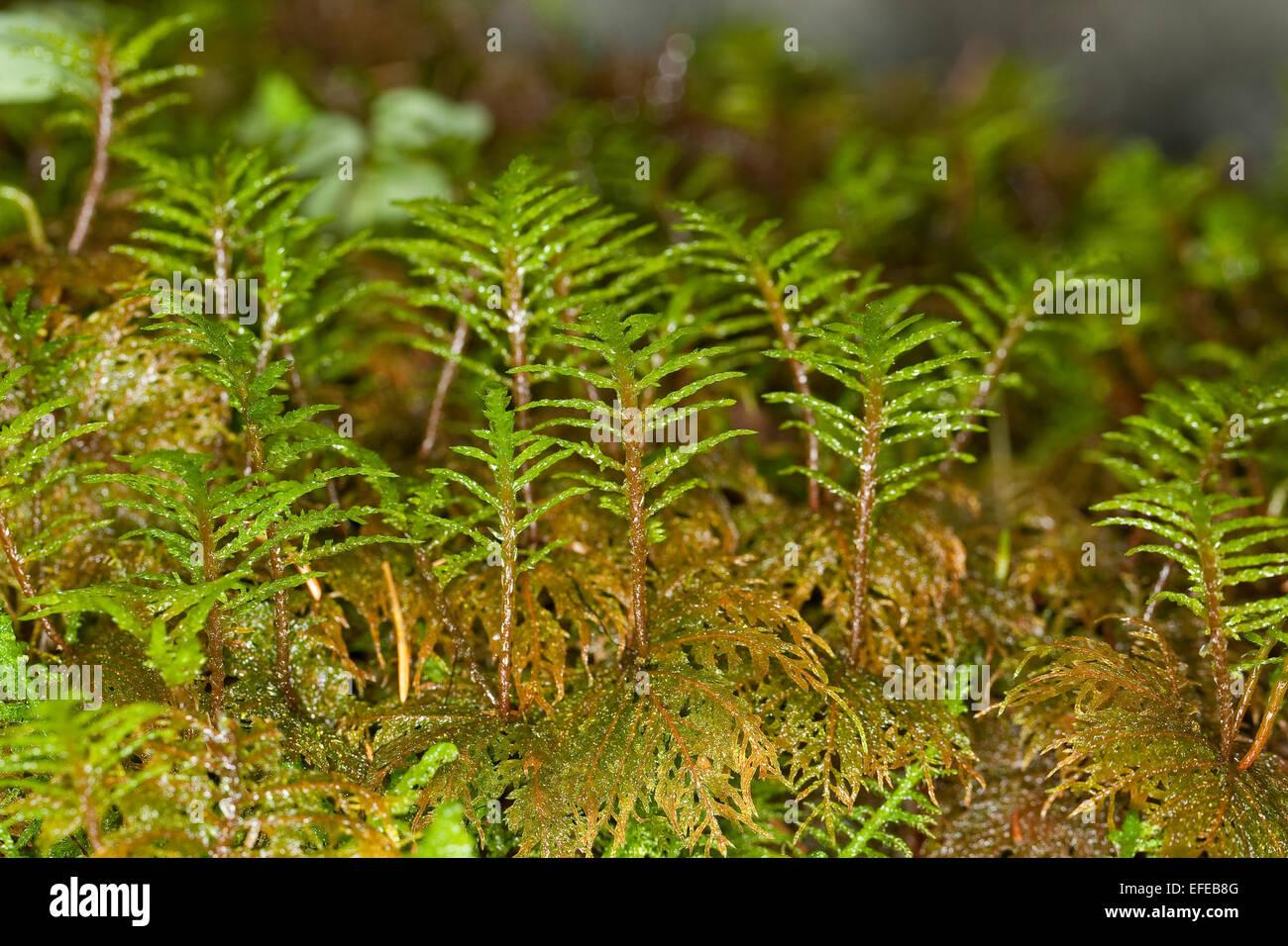 glittering-wood-moss-stair-step-moss-fern-moss-feather-moss-etagenmoos-EFEB8G.jpg