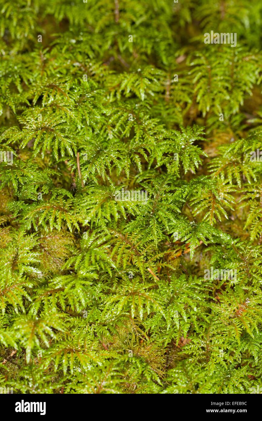 glittering-wood-moss-stair-step-moss-fern-moss-feather-moss-etagenmoos-EFEB9C.jpg