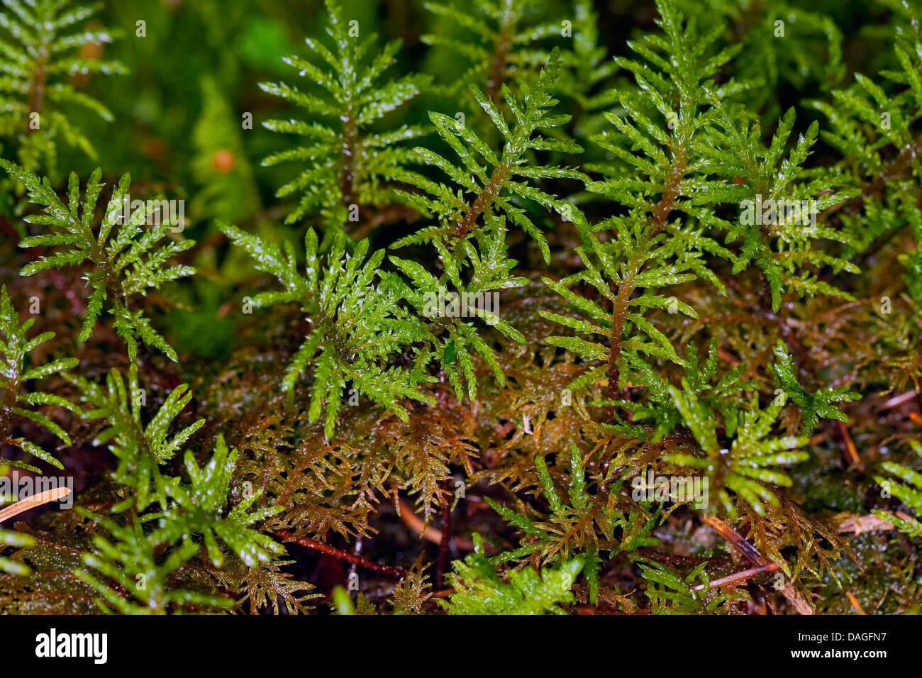 glittering-wood-moss-stair-step-moss-stair-step-moss-step-moss-mountain-DAGFN7.jpg