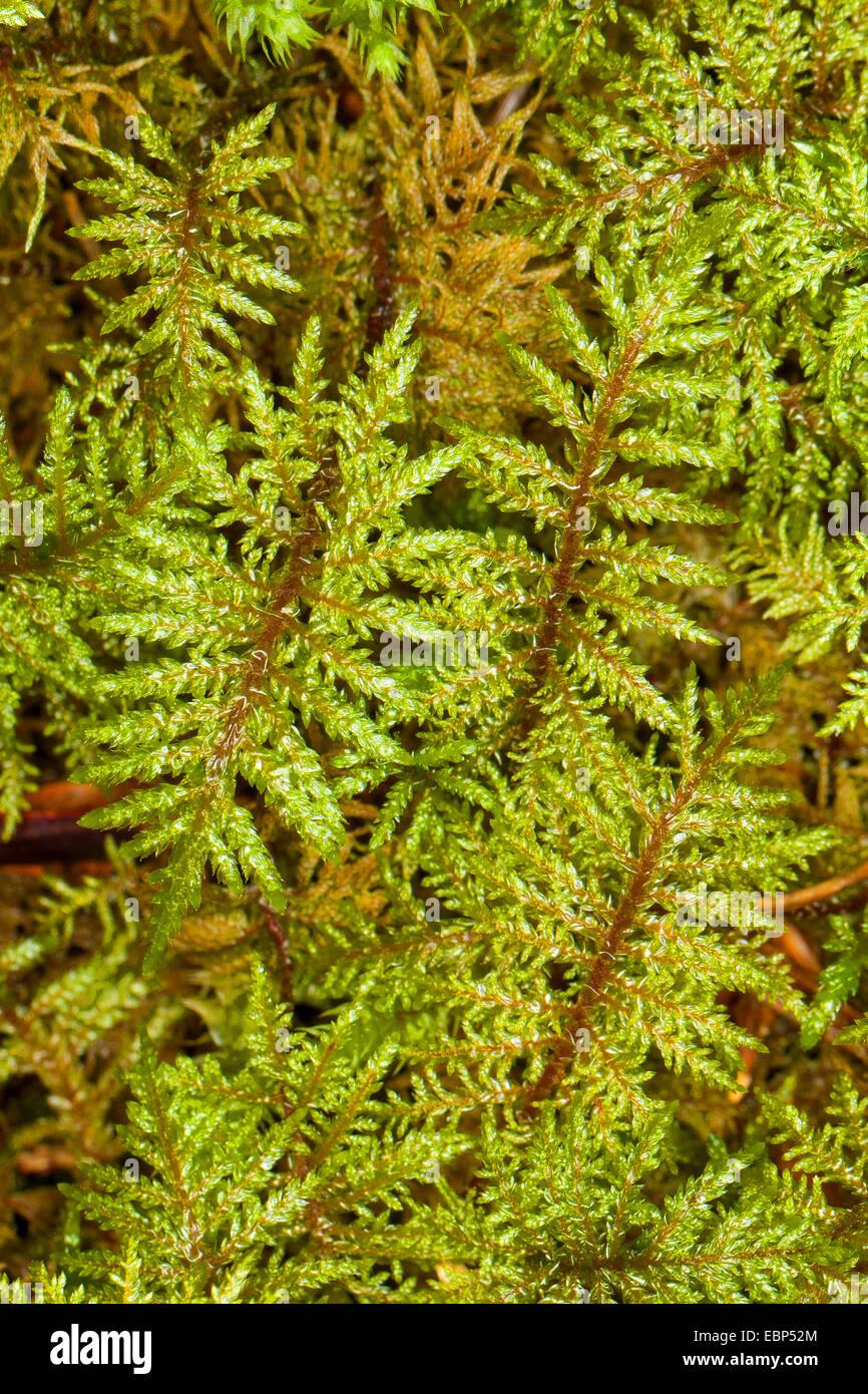 glittering-wood-moss-stair-step-moss-stair-step-moss-step-moss-mountain-EBP52M.jpg
