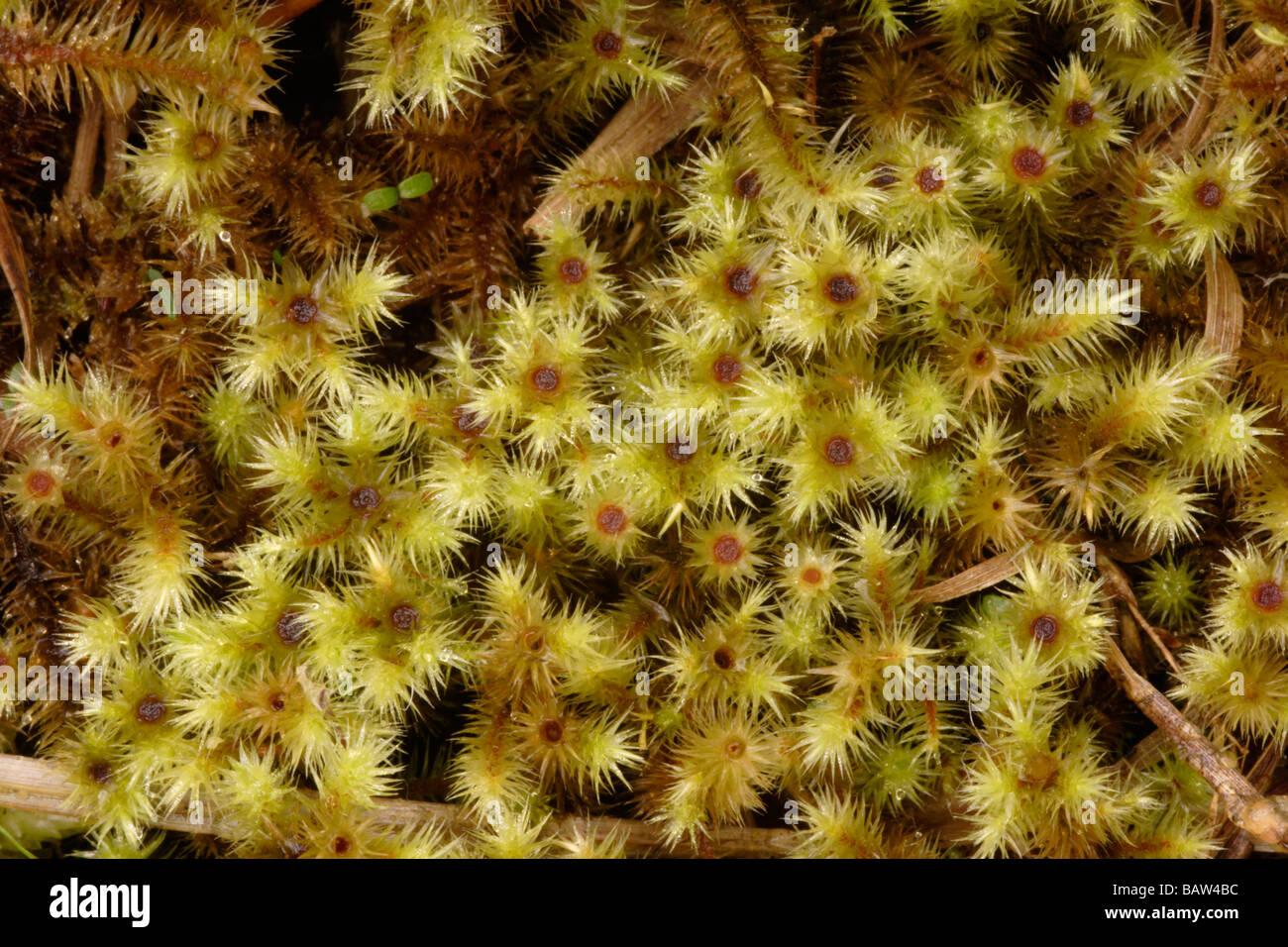 golden-head-moss-breutelia-chrysocoma-with-male-flowers-in-a-bog-uk-BAW4BC.jpg