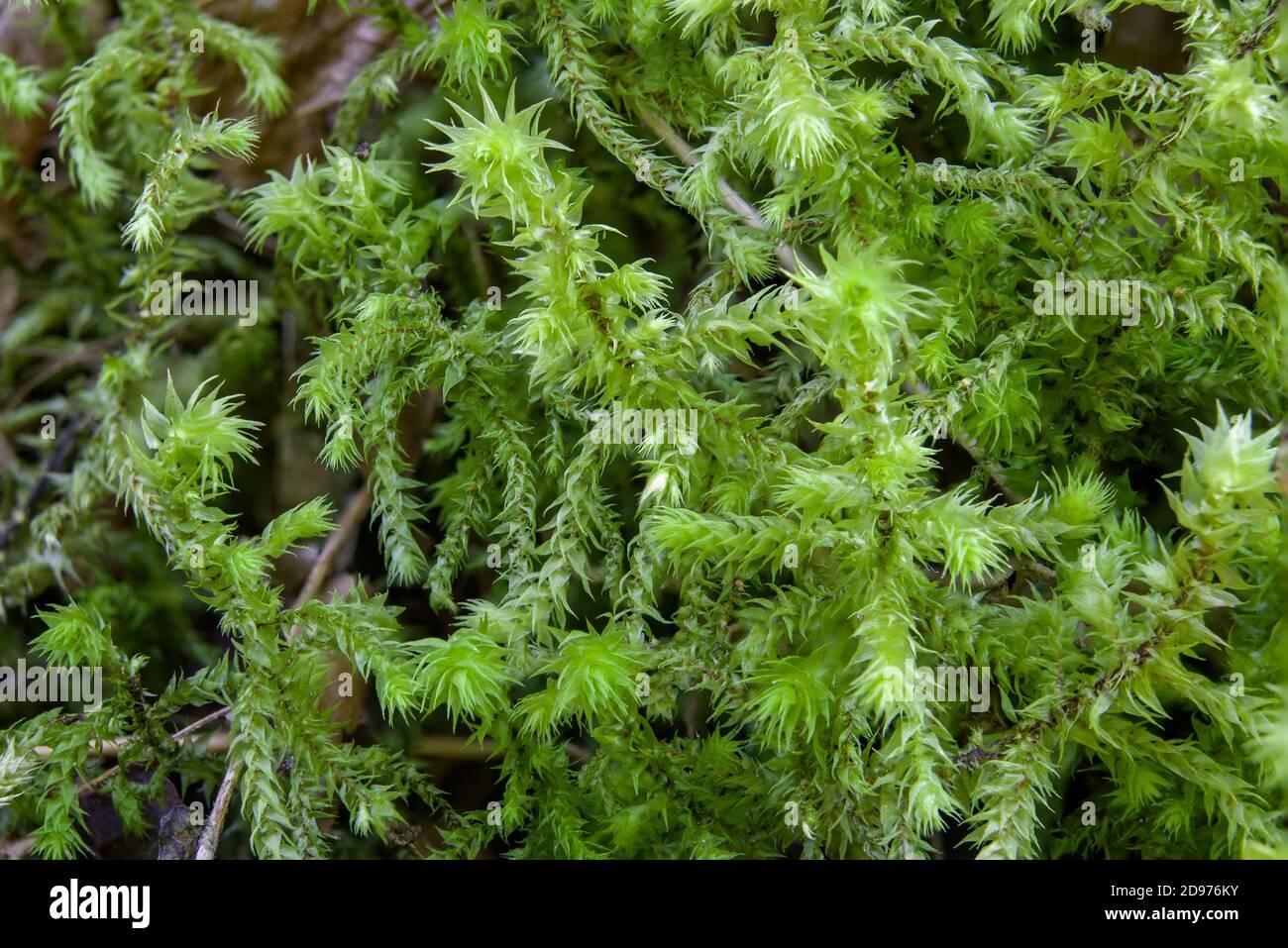 gooseneck-moss-rhytidiadelphus-triquetrus-olympic-peninsula-washington-2D976KY.jpg