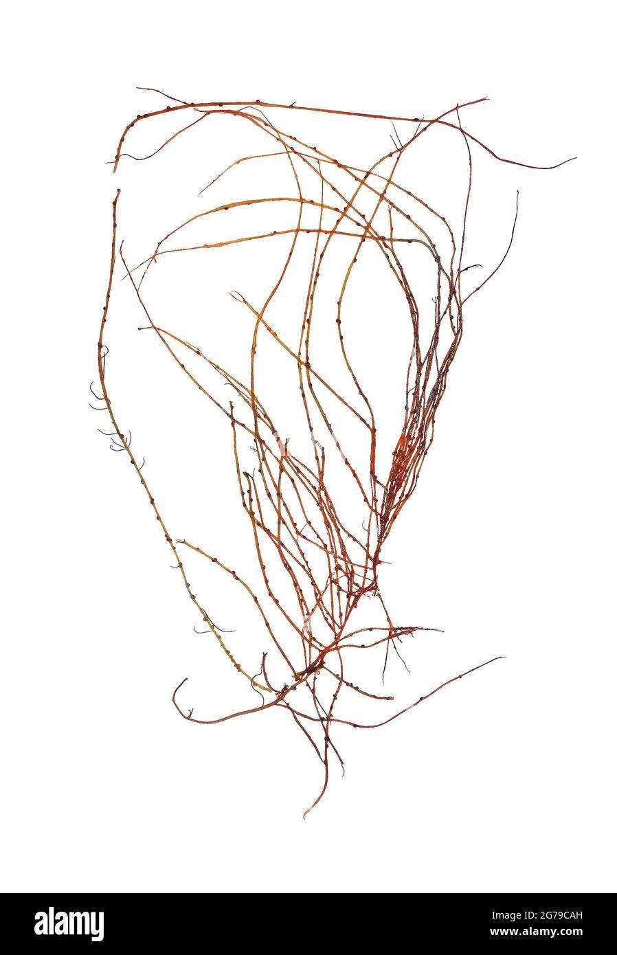gracilariopsis-longissima-sg-gmelin-m-steentoft-lm-irvine-wf-farnham-red-alga-florideophyceae-2G79CAH.jpg