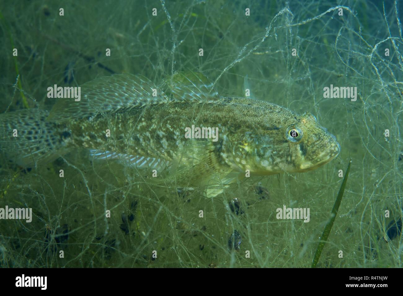 grass-goby-zosterisessor-ophiocephalus-black-sea-ukraine-R4TNJW.jpg