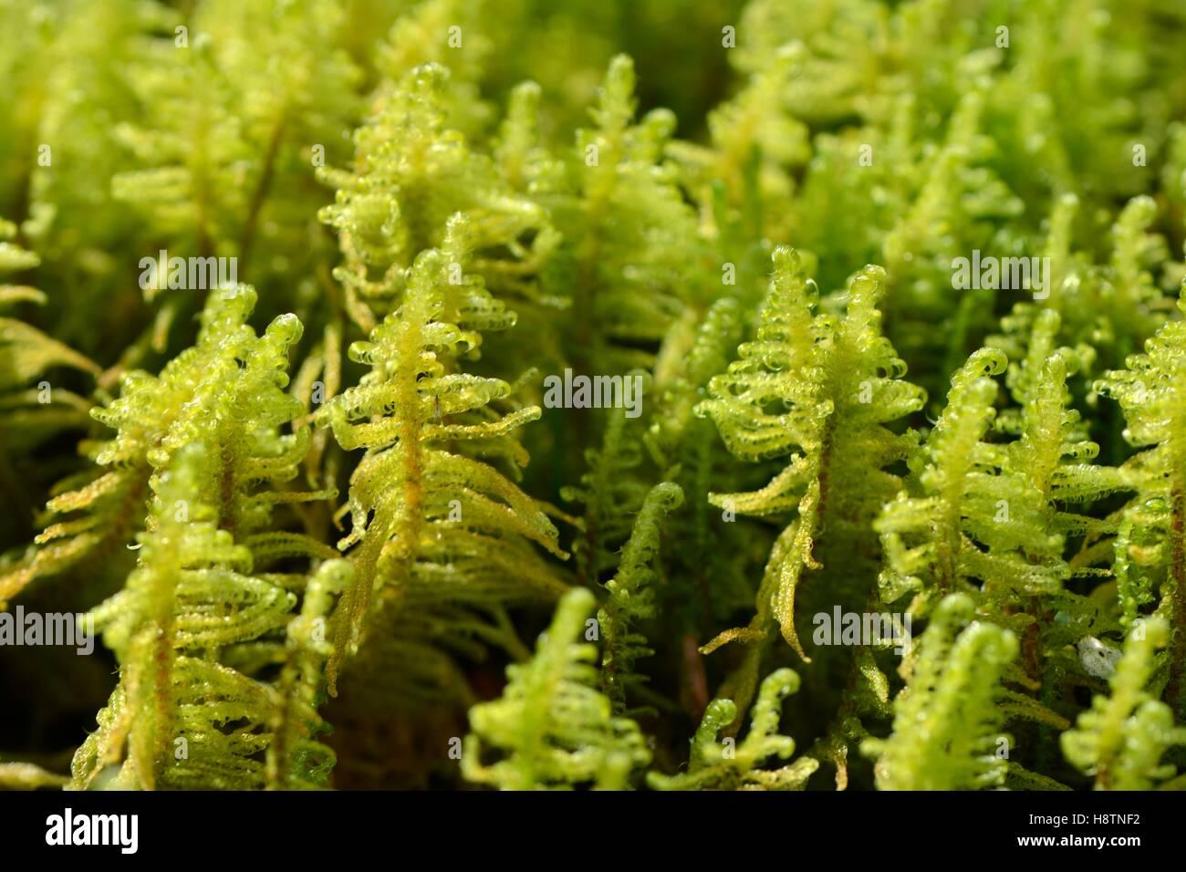 greater-whipwort-bazzania-trilobata-moss-on-rock-in-a-forest-in-scree-H8TNF2.jpg