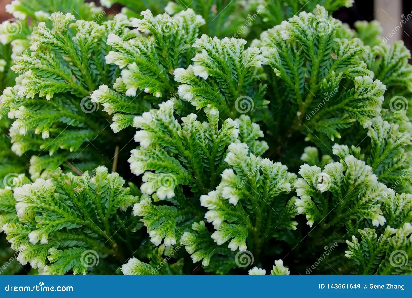 green-leaf-selaginella-bryopteris-tree-thriving-lithophytic-plant-native-to-india-used-medicinally-one-143661649.jpg