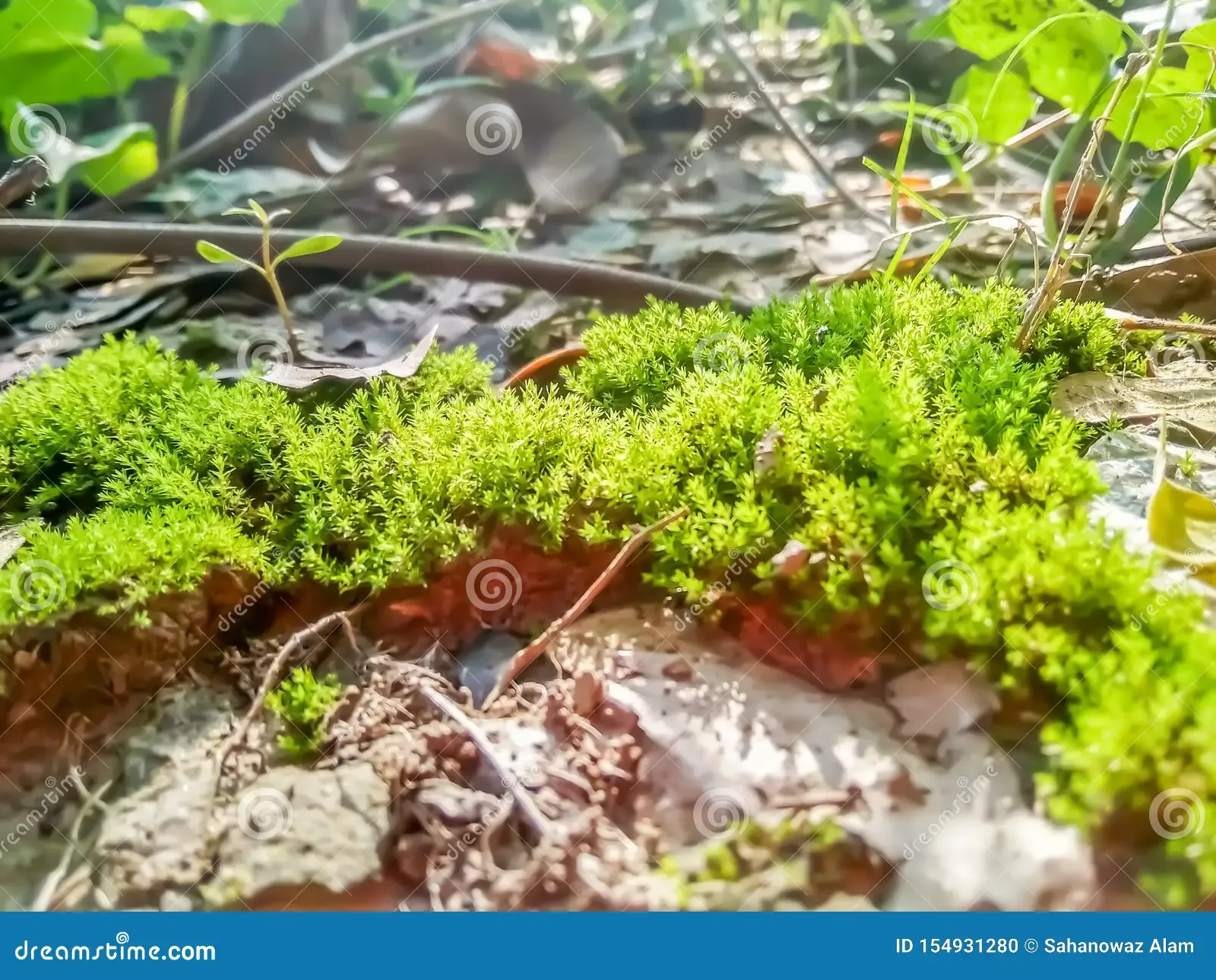green-moss-closeup-forest-covered-soil-ground-texture-closeupmoss-fresh-fungus-garden-growth-grunge-herb-hill-jungle-154931280.jpg