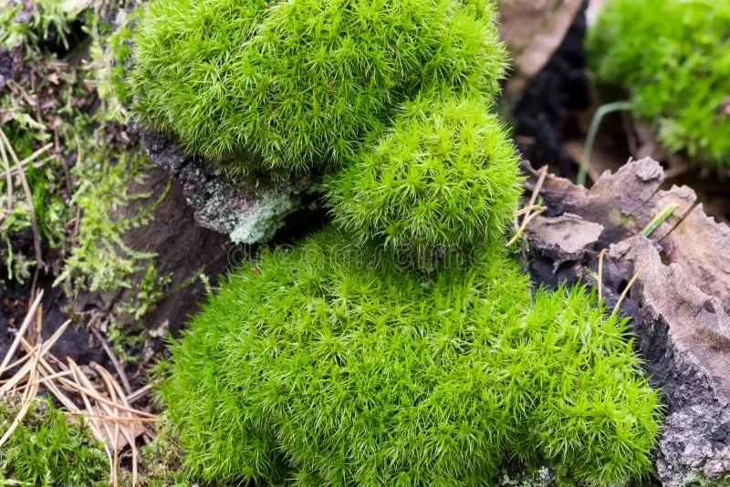 green-moss-fallen-tree-trunk-selective-focus-moss-fallen-tree-trunk-selective-focus-194835493.jpg