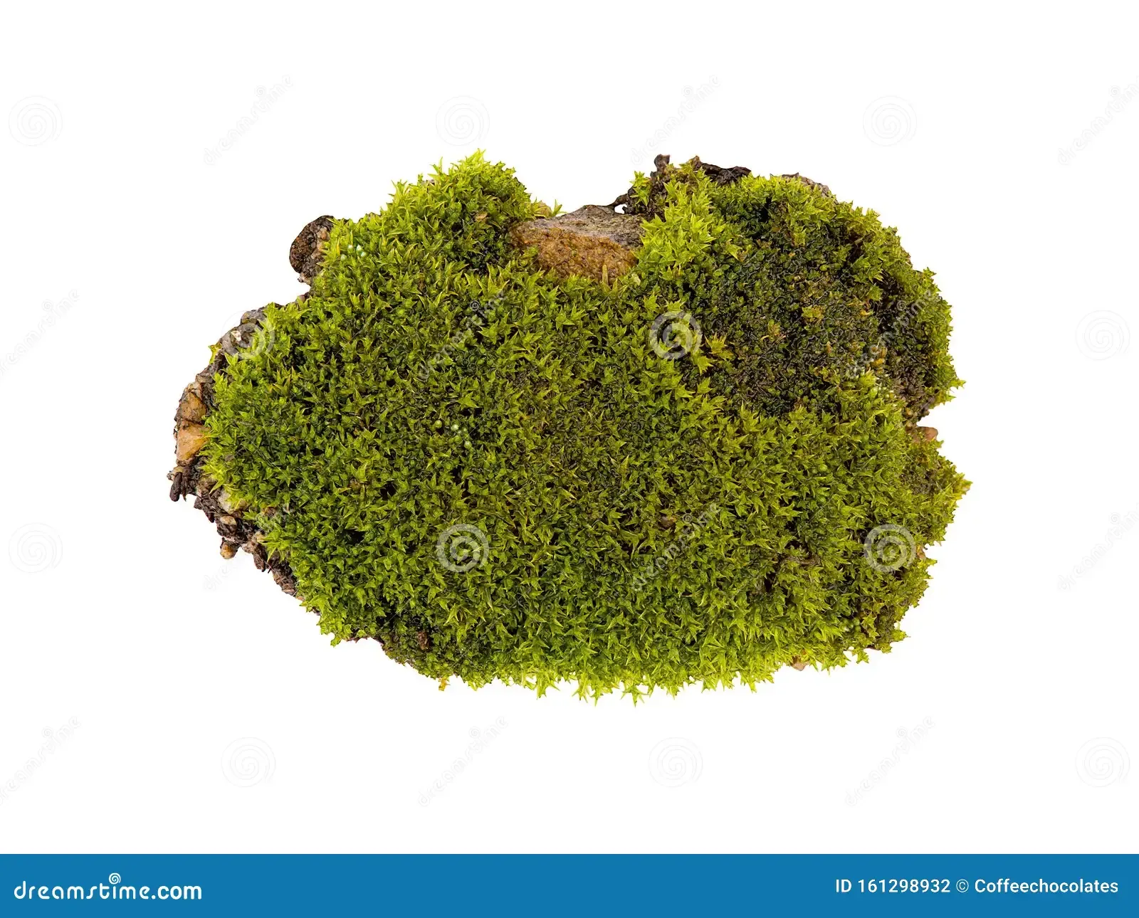 green-moss-isolated-top-view-silvergreen-bryum-moss-tussock-green-moss-isolated-top-view-silvergreen-bryum-moss-161298932.jpg
