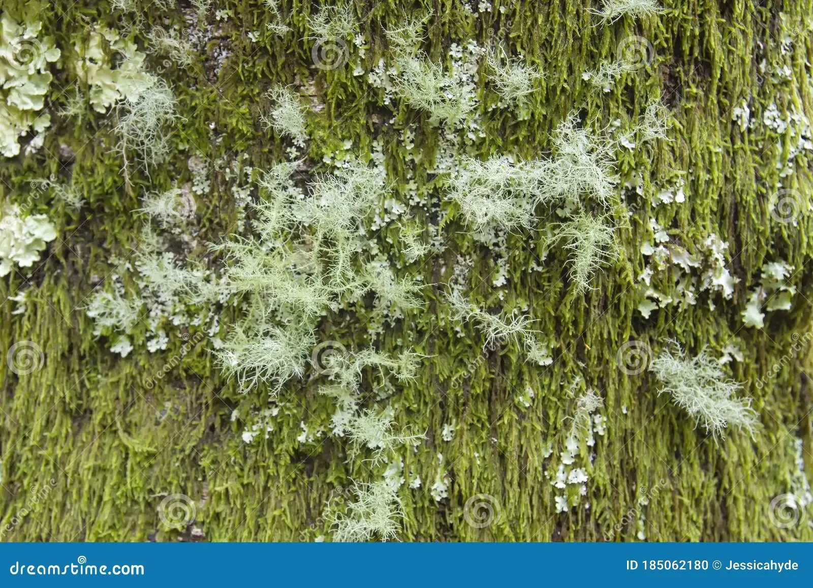 green-moss-lichens-covering-tree-trunk-185062180.jpg