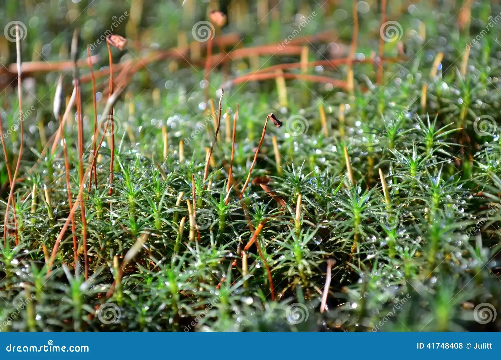 green-moss-polytrichum-commune-autumn-forest-shallow-depth-field-41748408.jpg