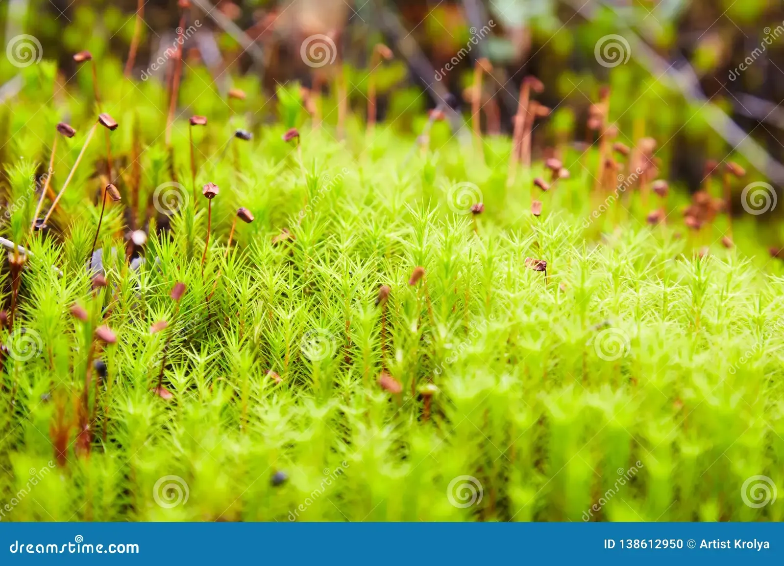 green-moss-polytrichum-commune-growing-forest-summer-selective-focus-green-moss-polytrichum-commune-growing-138612950.jpg