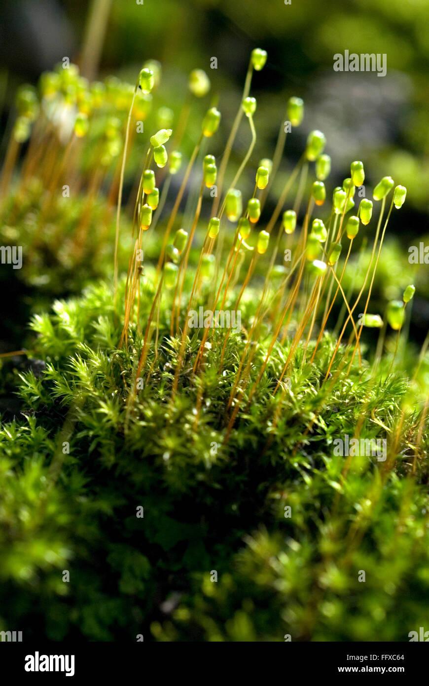 green-moss-with-capsules-on-monsoon-wet-wall-funaria-sp-FFXC64.jpg