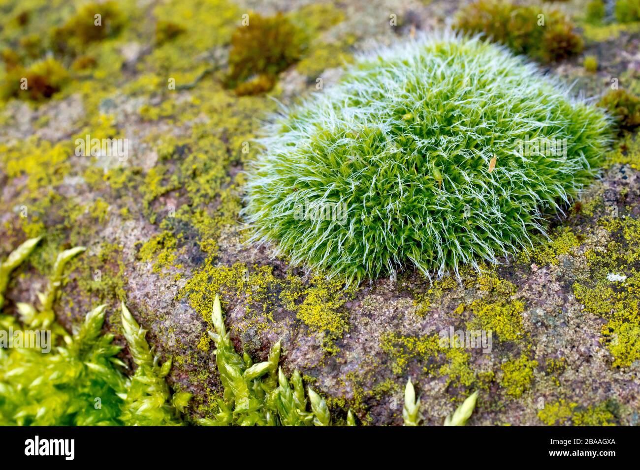 grey-cushioned-grimmia-grimmia-pulvinata-also-known-as-hedgehog-moss-close-up-of-a-single-tuft-of-the-moss-at-the-edge-of-a-sandstone-block-2BAAGXA.jpg