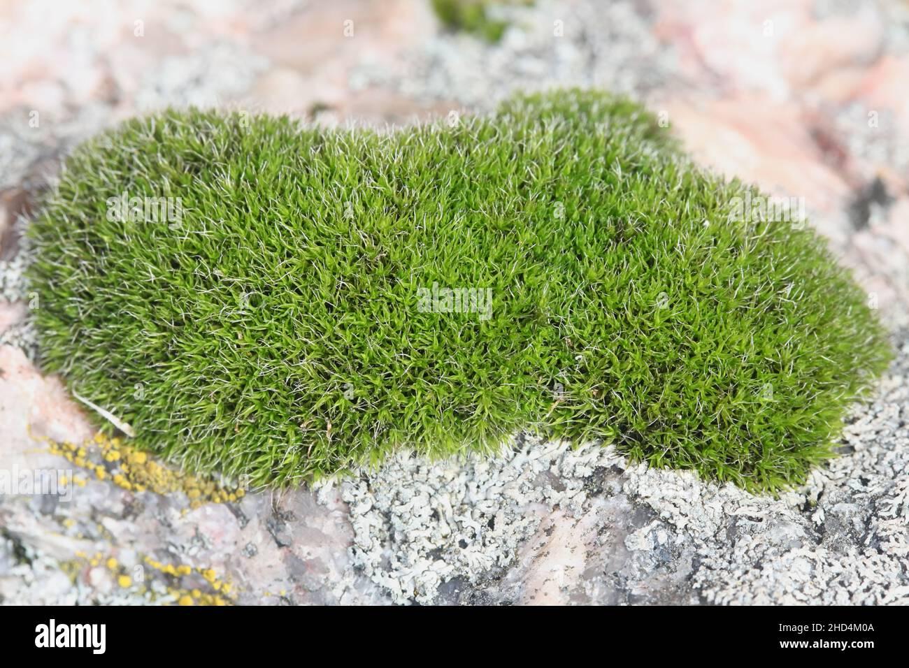 grimmia-muehlenbeckii-a-tufted-rock-moss-from-finland-with-no-common-english-name-2HD4M0A.jpg