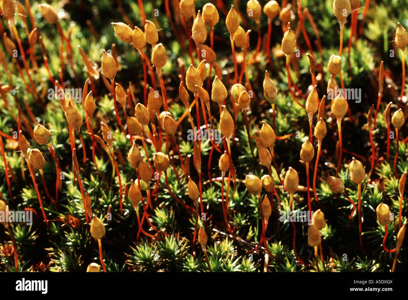 hair-cap-moss-polytrichum-juniperum-spore-capsules-A5DXGX.jpg