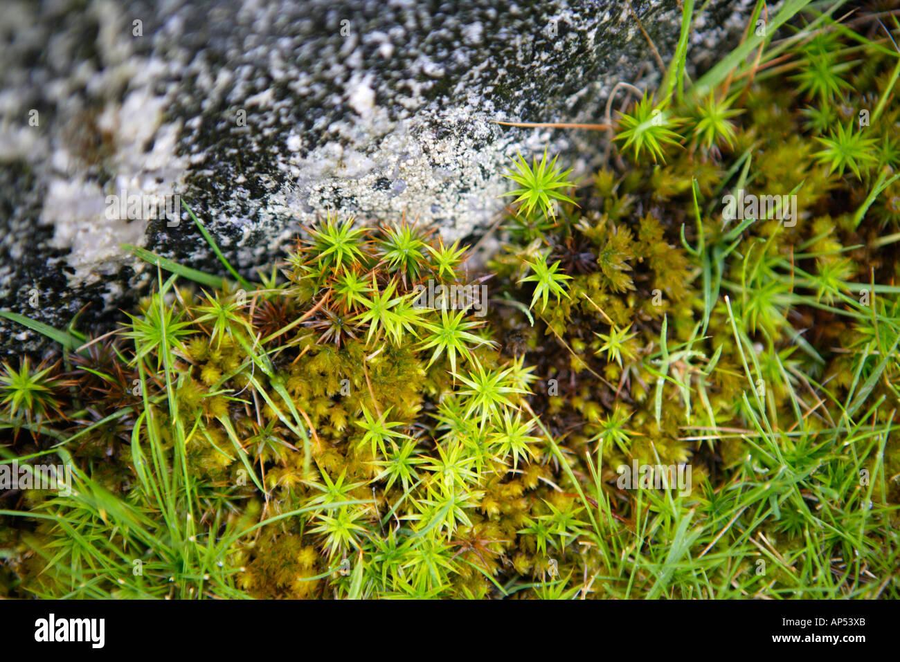 hair-moss-polytrichum-commune-growing-on-rock-AP53XB.jpg