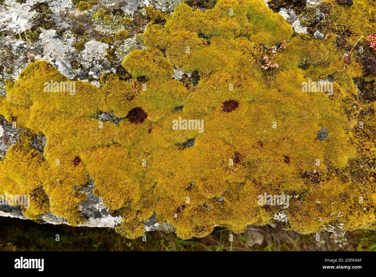 hair-pointed-grimmia-grimmia-trichophylla-is-a-cushion-moss-this-photo-was-taken-in-arribes-del-duero-natural-park-zamora-province-2DF6XAF.jpg