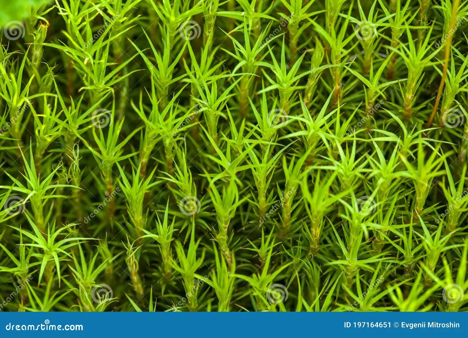 haircap-moss-flowering-macro-polytrichum-commune-hedw-197164651.jpg