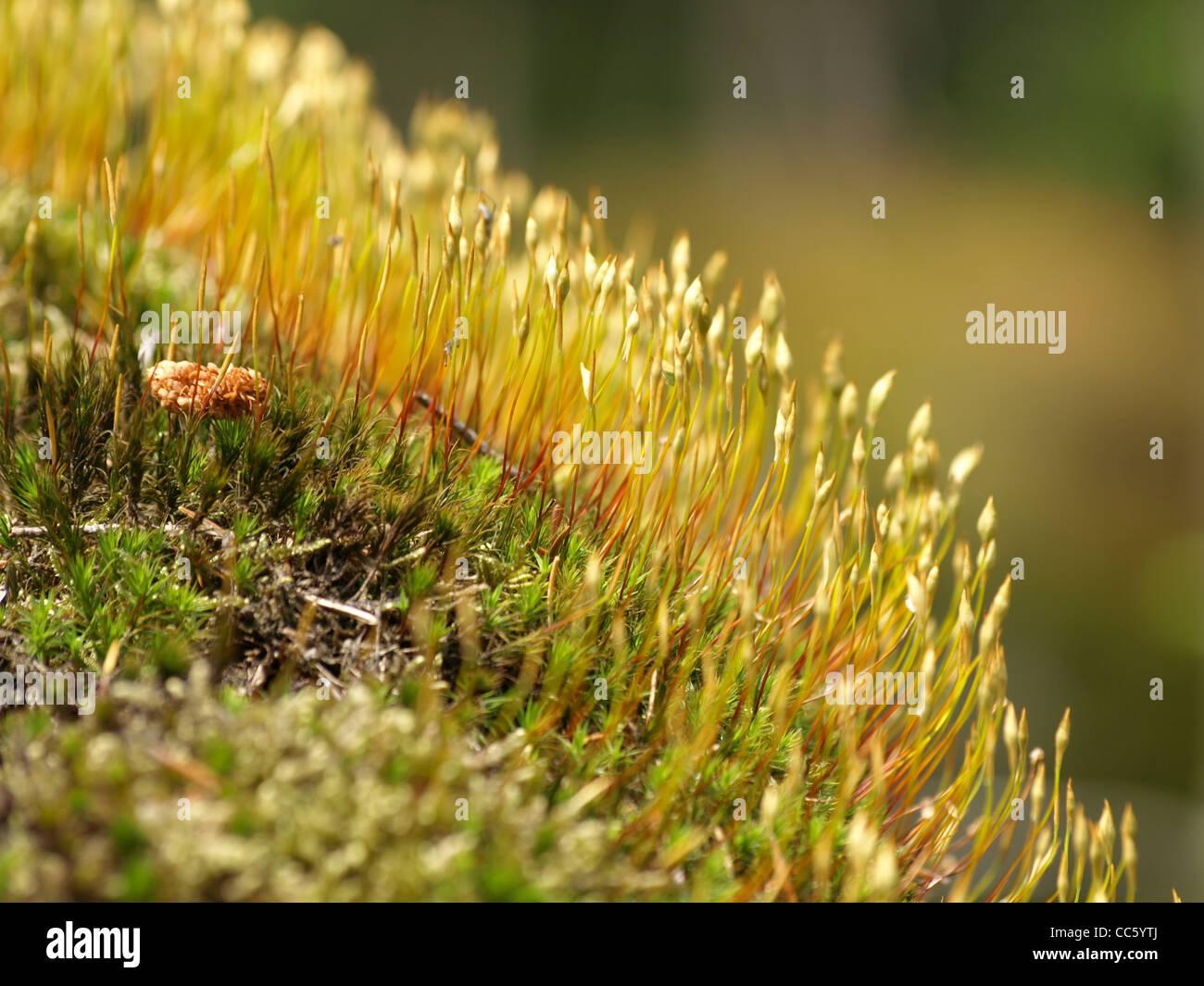 haircap-moss-hair-moss-star-moss-polytrichum-formosum-schnes-frauenhaarmoos-CC5YTJ.jpg