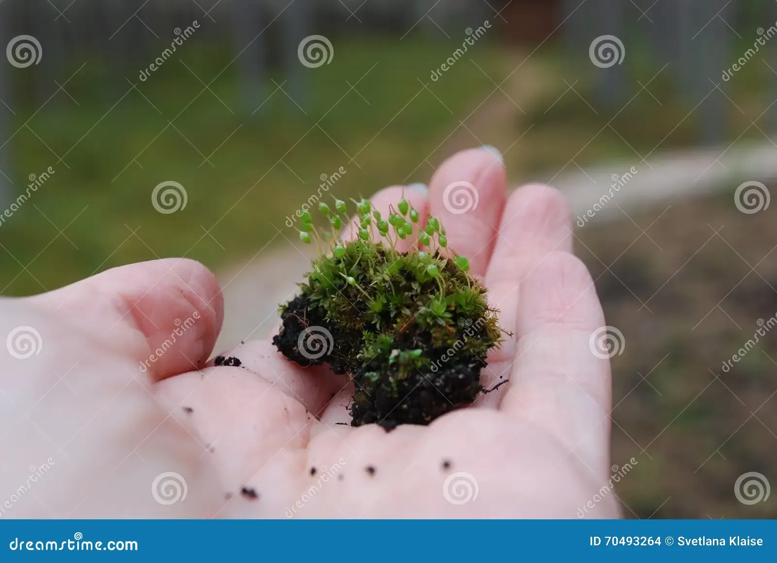 hand-holding-ground-bartramia-pomiformis-moss-common-apple-species-bartramiaceae-family-70493264.jpg