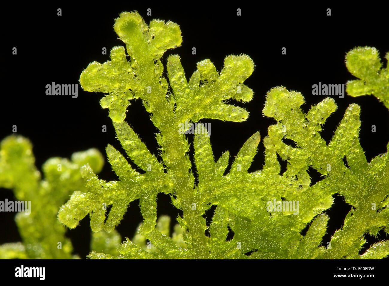 handsome-woollywort-liverwort-trichocolea-tomentella-in-front-of-black-F00FDW.jpg