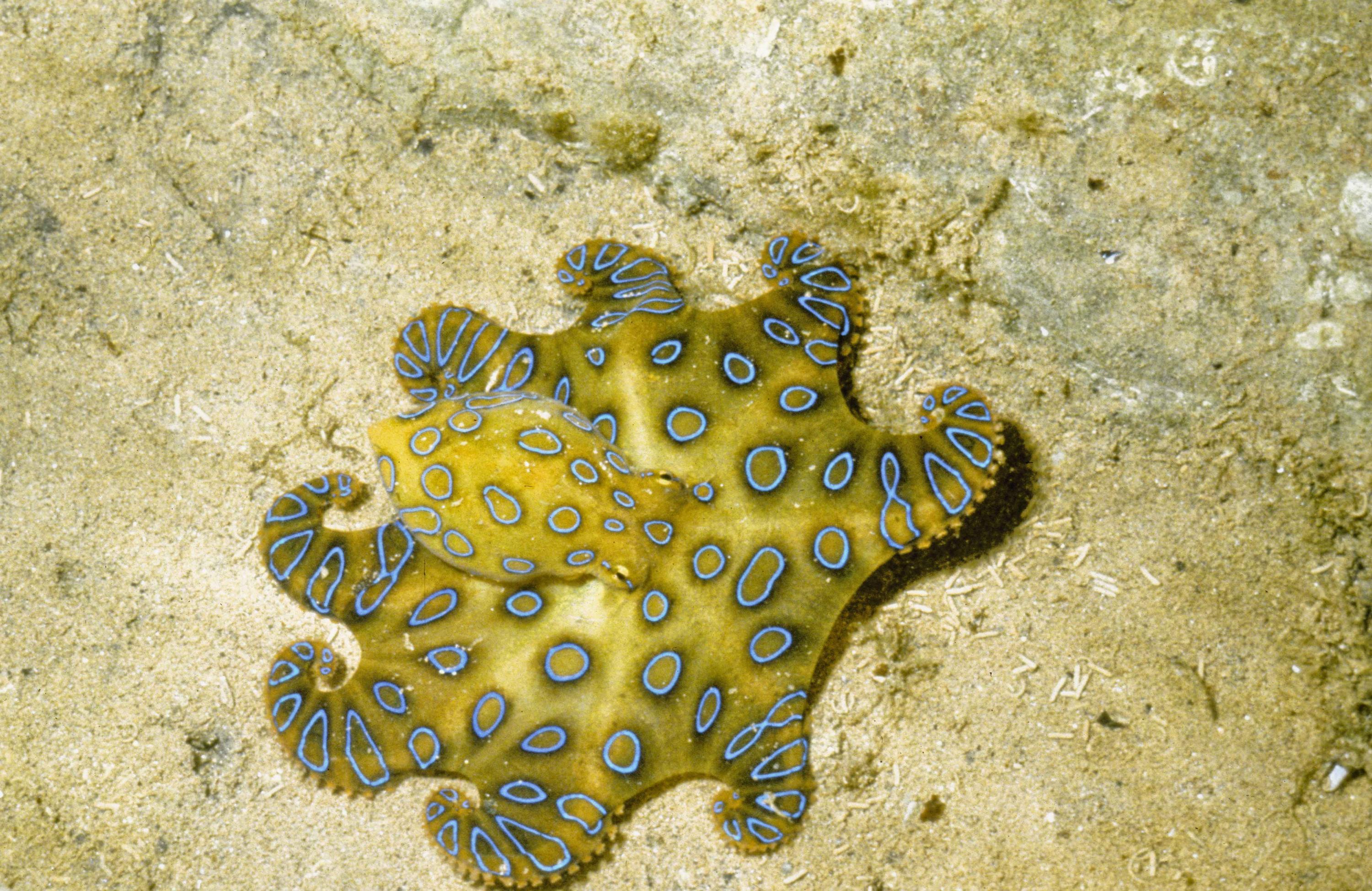 hapalochlaena_cf_lunulata_exmouth_gulf_clay_bryce.jpg