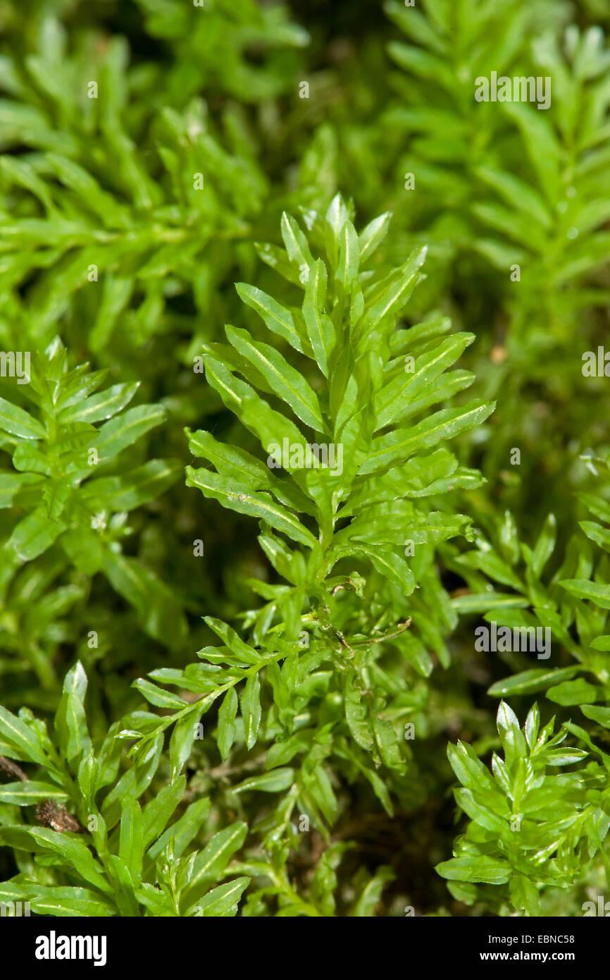 harts-tongue-thyme-moss-plagiomnium-undulatum-mnium-undulatum-twiglets-EBNC58.jpg
