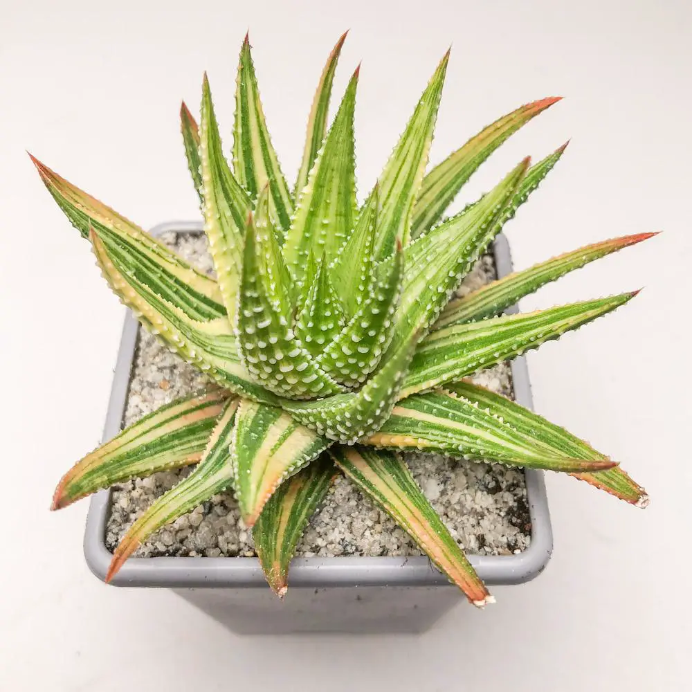 haworthia-attenuata-var-radula-f-variegata-1.jpg