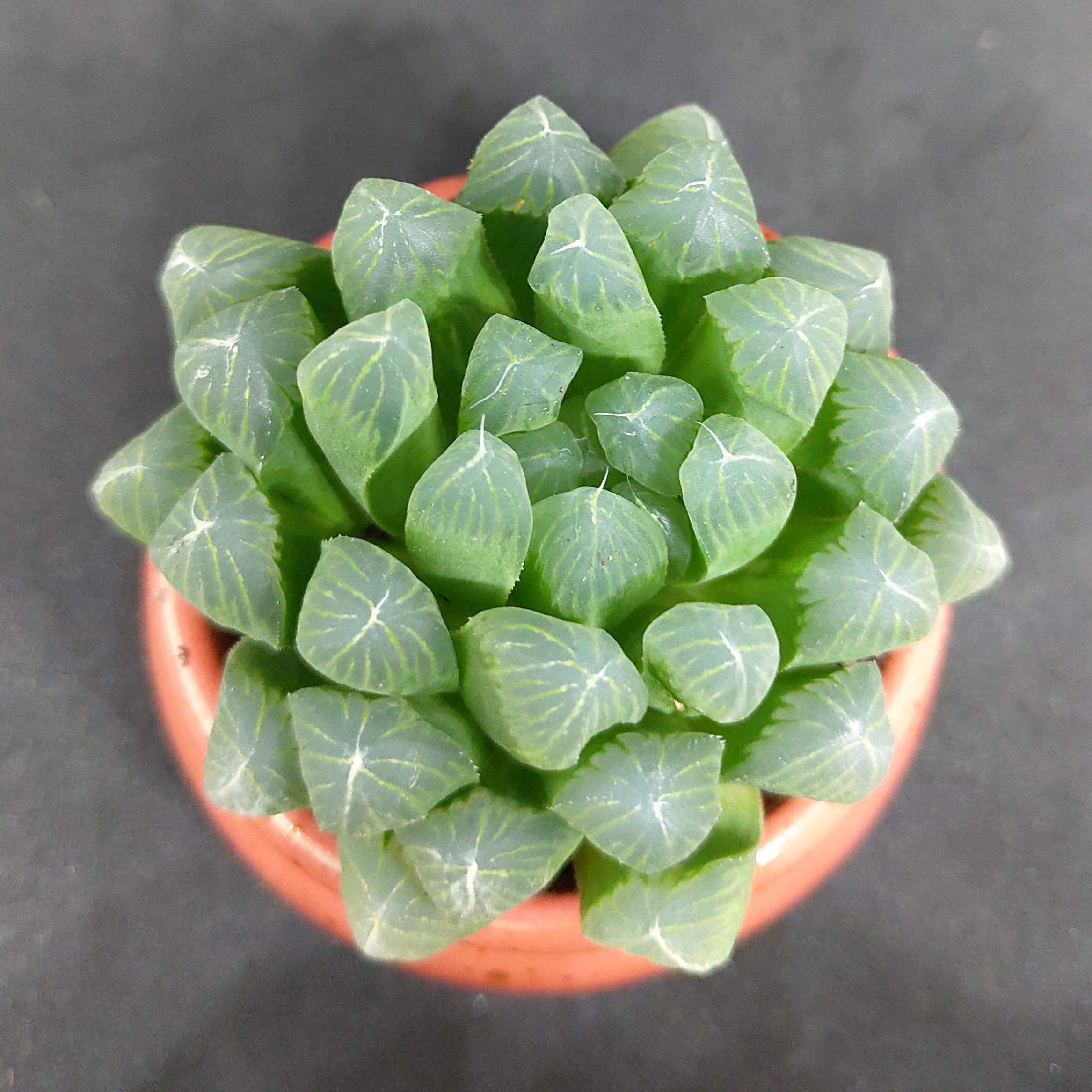 haworthia-cooperi-pilifera-2.jpg