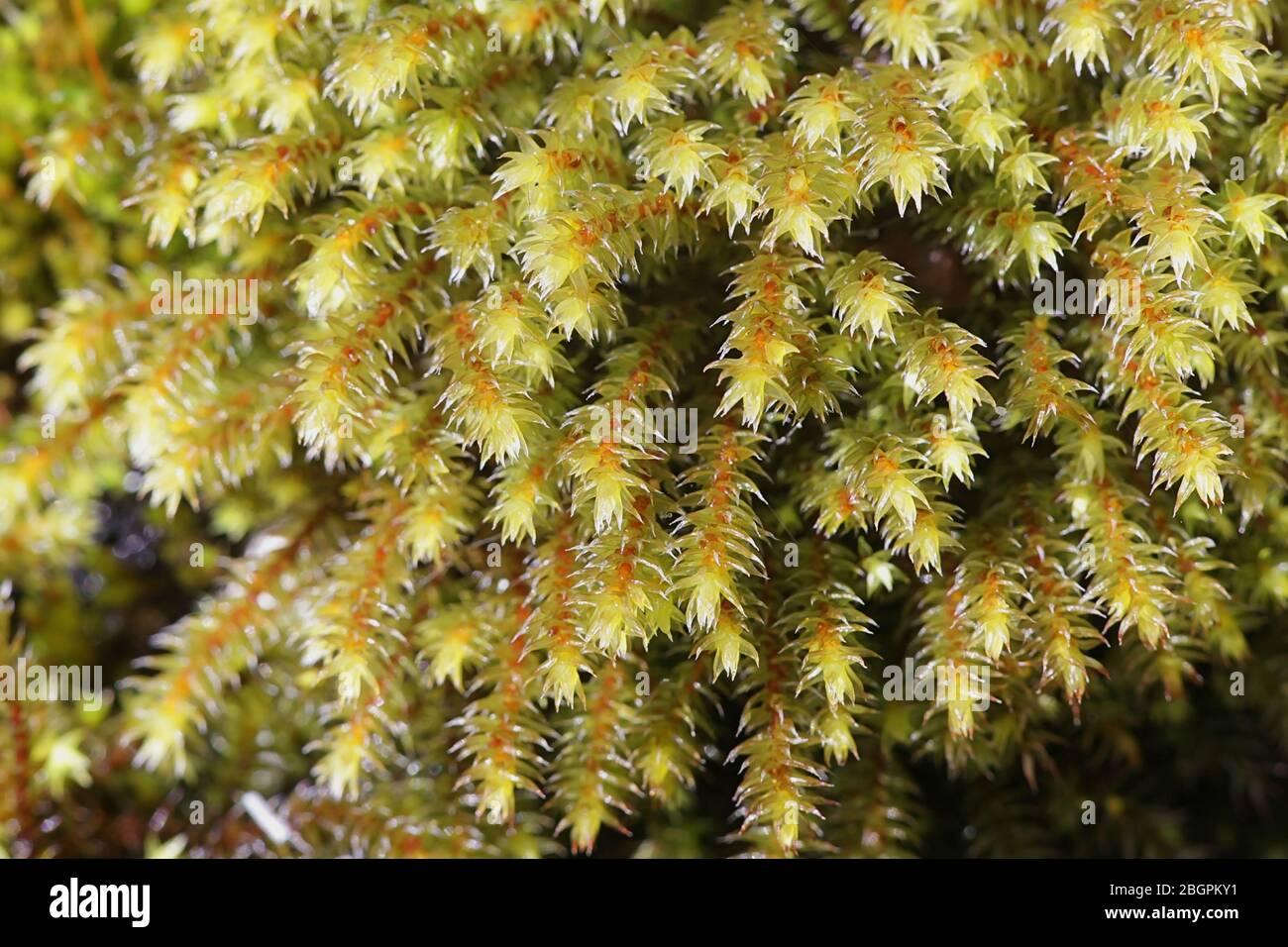 Get to Know Parisia ciliata, a Fascinating Moss from Around the World ...