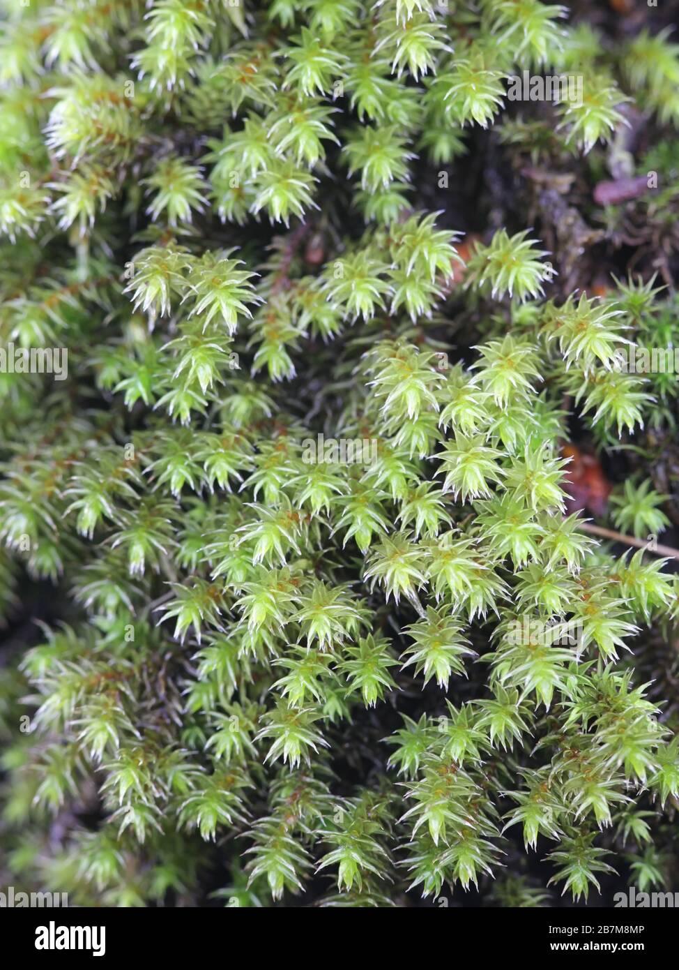 Get to Know Parisia ciliata, a Fascinating Moss from Around the World ...