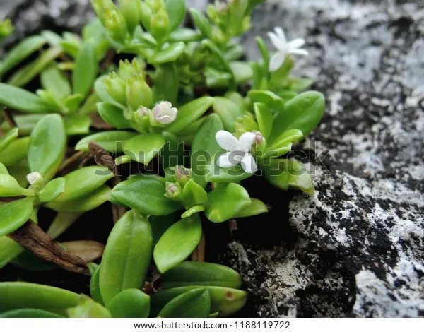 hedyotis-strigulosa-var-parvifolia-600w-1188119722.jpg