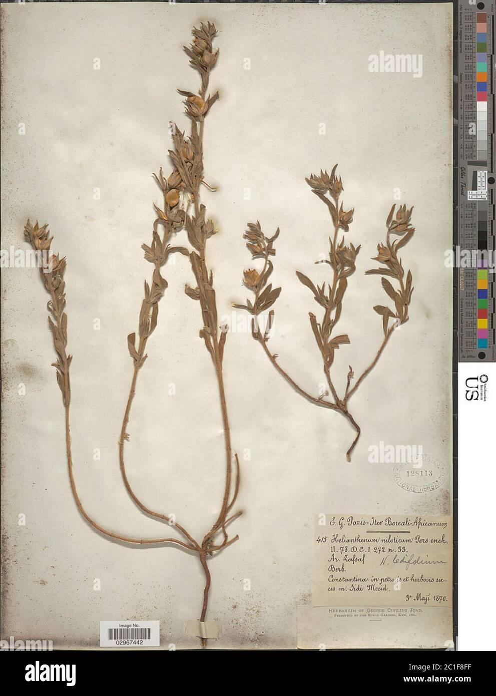 helianthemum-niloticum-helianthemum-niloticum-2C1F8FF.jpg