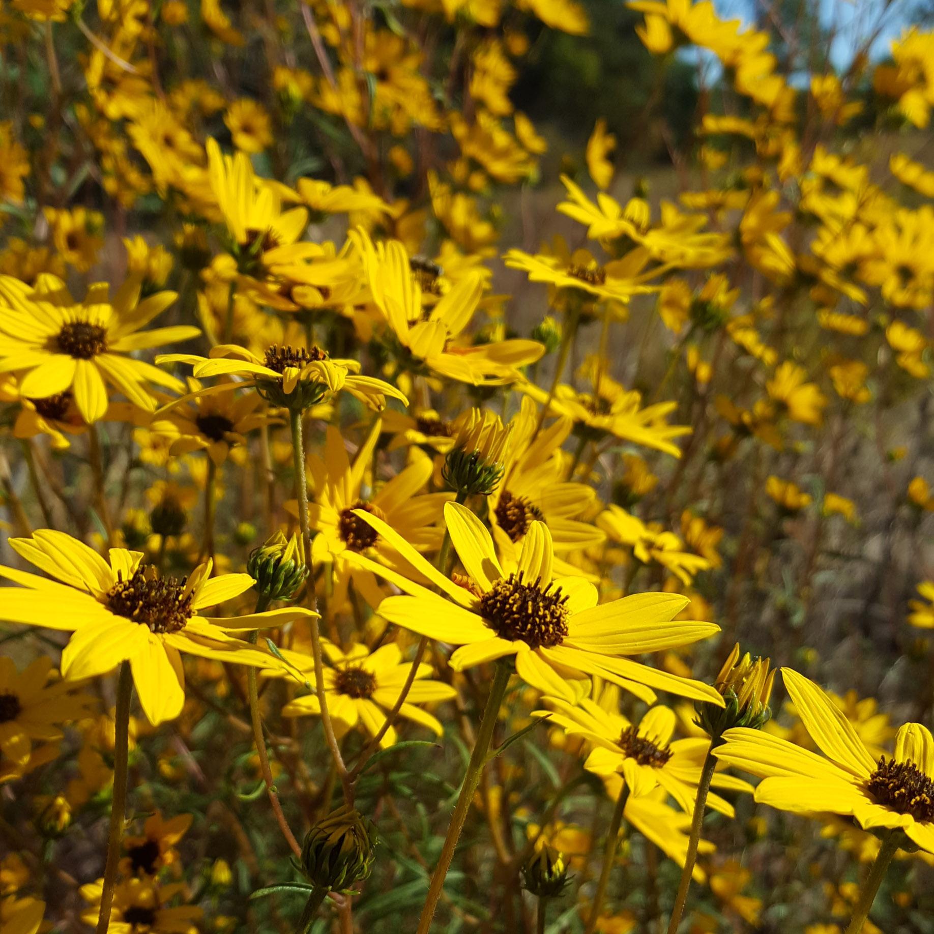 helianthus-angustifolius-kt-1.jpg