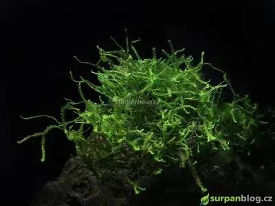 heteroscyphus-zollingeri-pearl-moss-akvarium.jpg