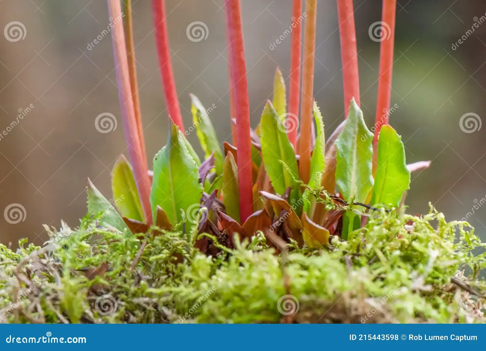 himalayan-meadow-primrose-primula-rosea-growing-moss-natural-habitat-himalayan-meadow-primrose-primula-rosea-isa-herbaceous-215443598.jpg