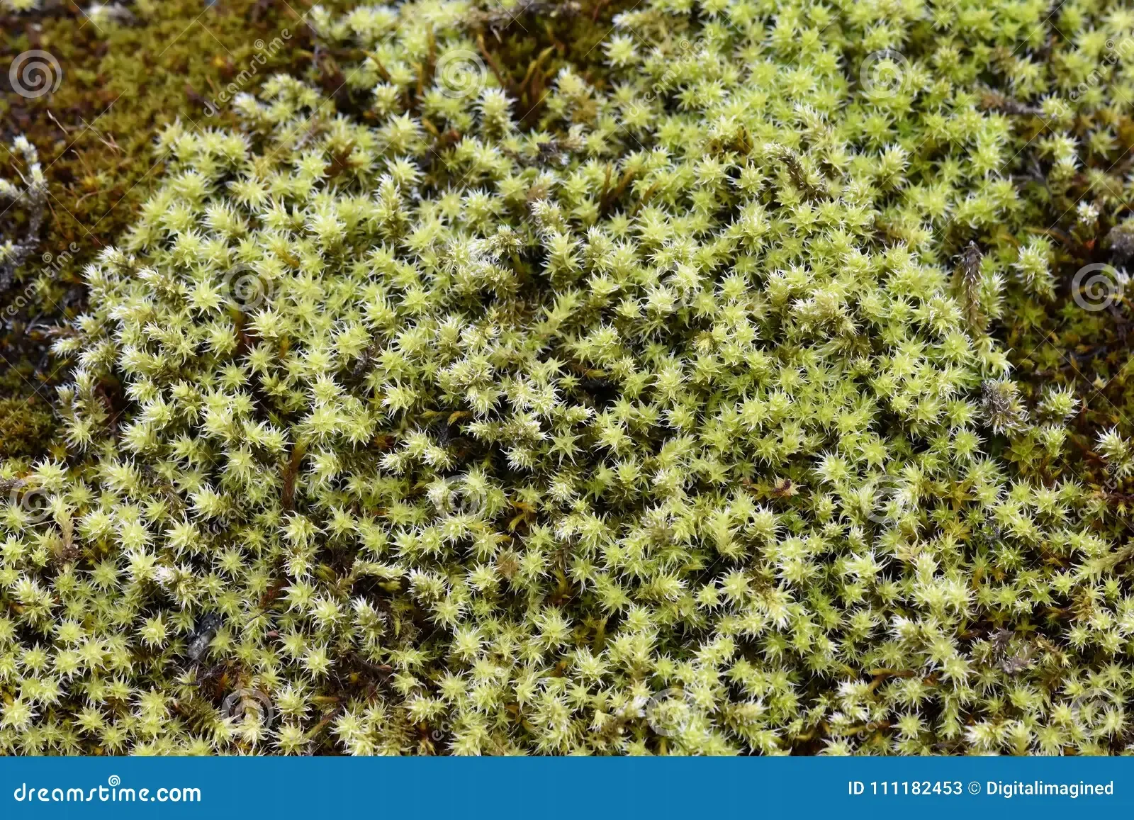 hoary-rock-moss-racomitrium-woolly-fringemoss-racomitrium-moss-growing-stone-111182453.jpg