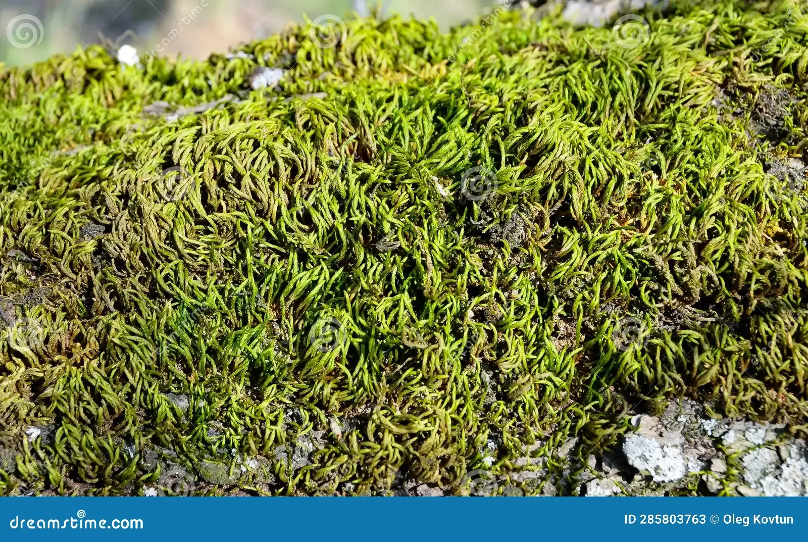 homalothecium-sericeum-green-moss-valley-near-ancient-volcano-karadag-crimea-285803763.jpg