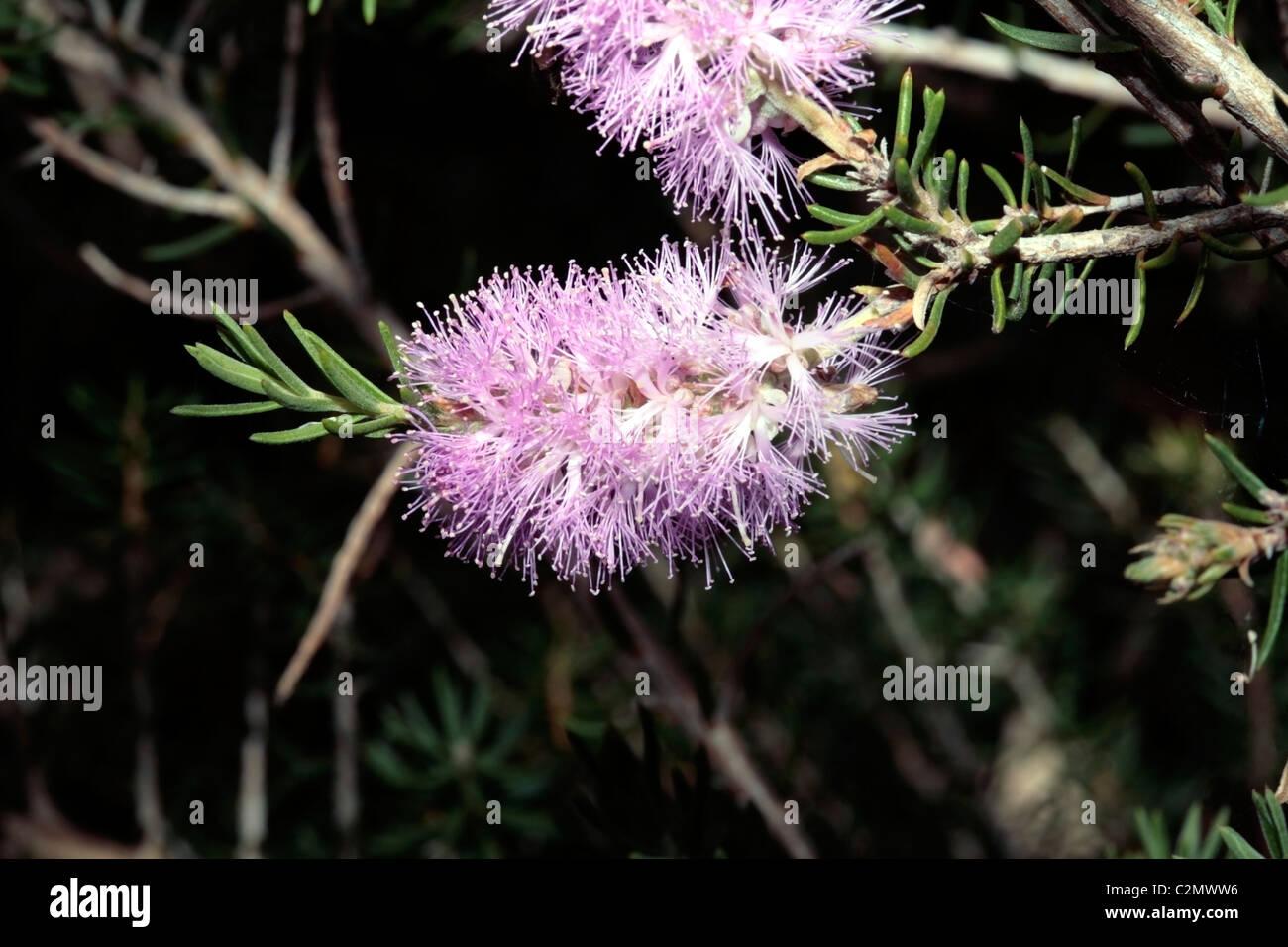 honey-myrtlepaperbark-melaleuca-subfalcata-bracystachya-family-myrtaceae-C2MWW6.jpg