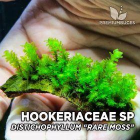 hookeriaceae-distichophyllum-rare-moss-280x280.jpg