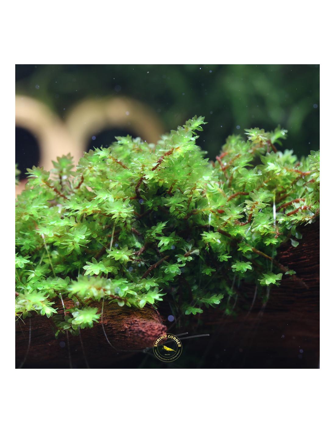 hookeriaceae-sp-distichophyllum-on-terracota-hiding-cave.jpg