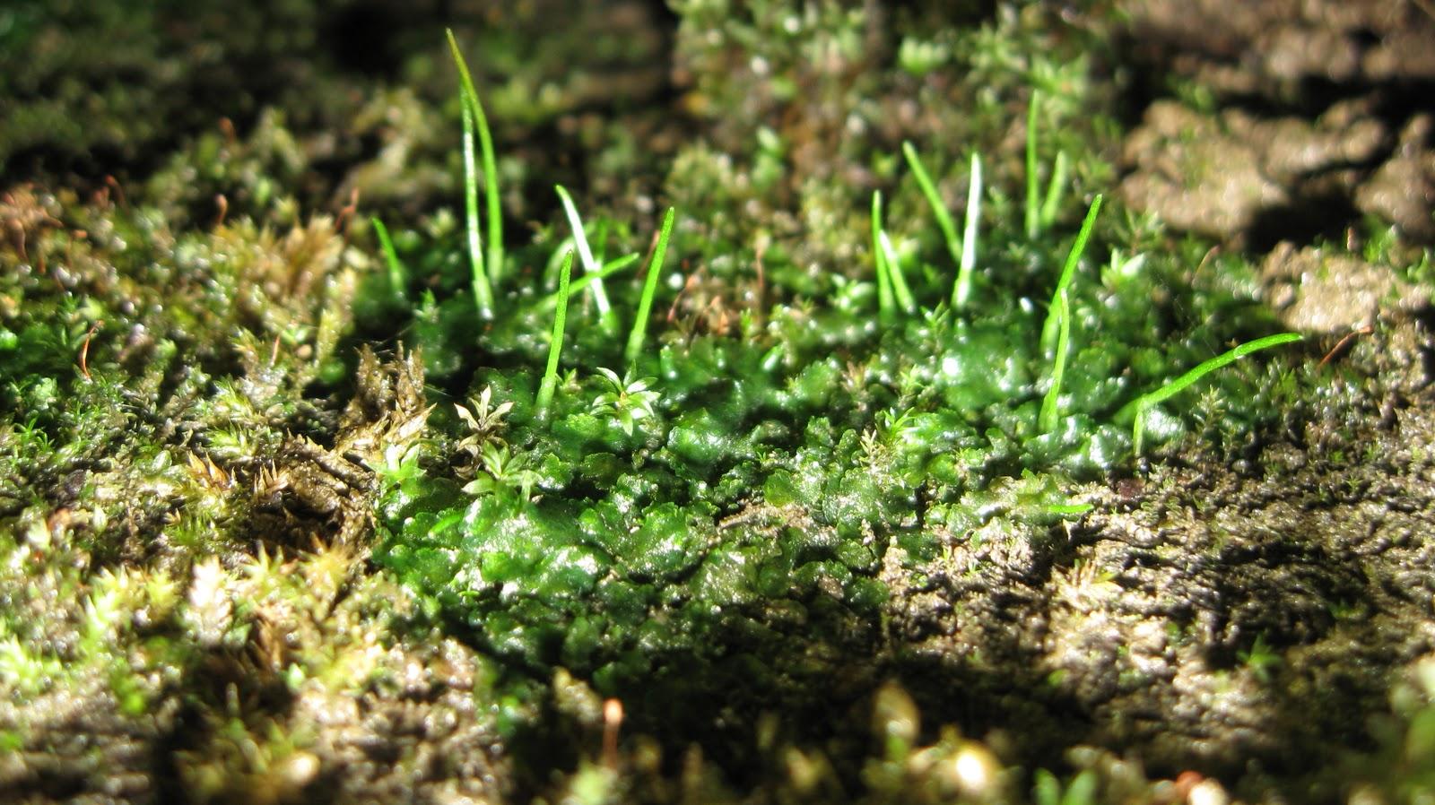 hornwort+habitat.JPG