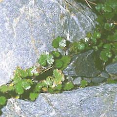 hydrocotyle-nz-mont.240x240-u1i1s1q90f1.jpg