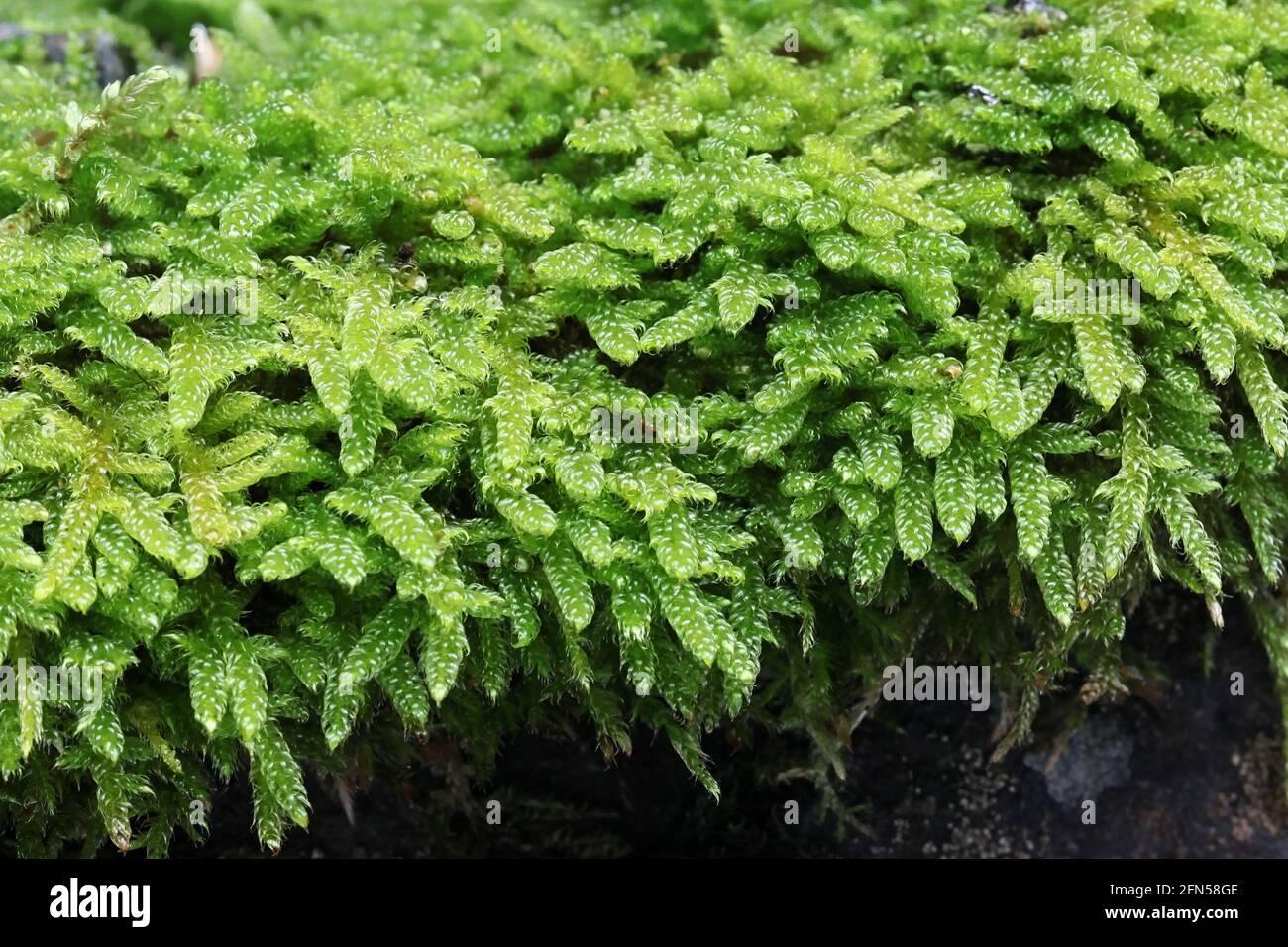 hypnum-cupressiforme-known-as-the-cypress-leaved-plaitmoss-or-hypnum-moss-2FN58GE.jpg