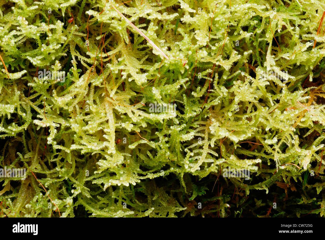 hypnum-jutlandicum-heath-plait-moss-wales-uk-CW725G.jpg